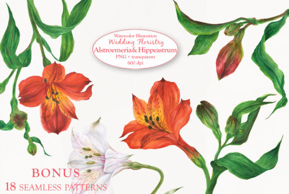 Alstroemeria Hippeastrum Illustrations