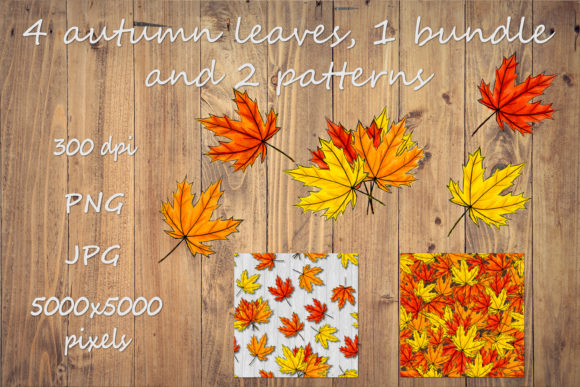 Autumn Maple Leaves Bundle & Illustrations