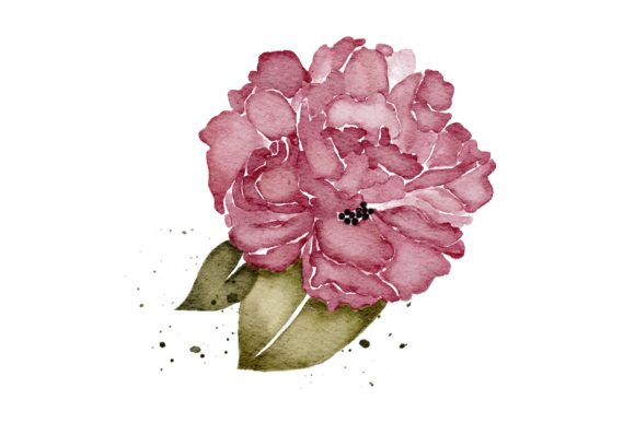Peonies Flower Realistic PNG Clip Art and Illustrations