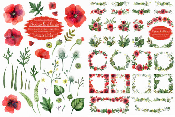 Poppies and Wild Plants Illustrations